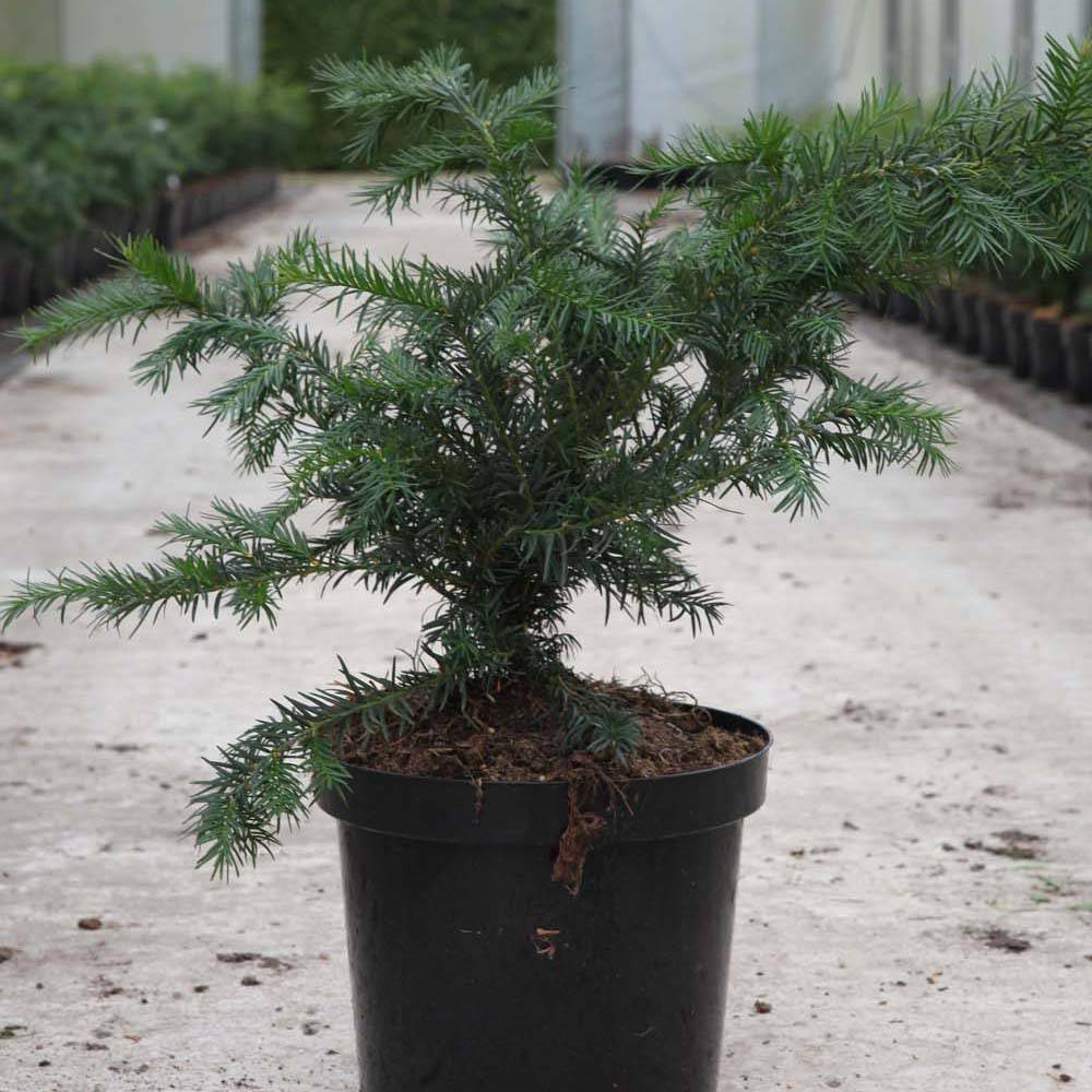 Taxus baccata Repandens - If commun Pot de 2L/3L - Image 1