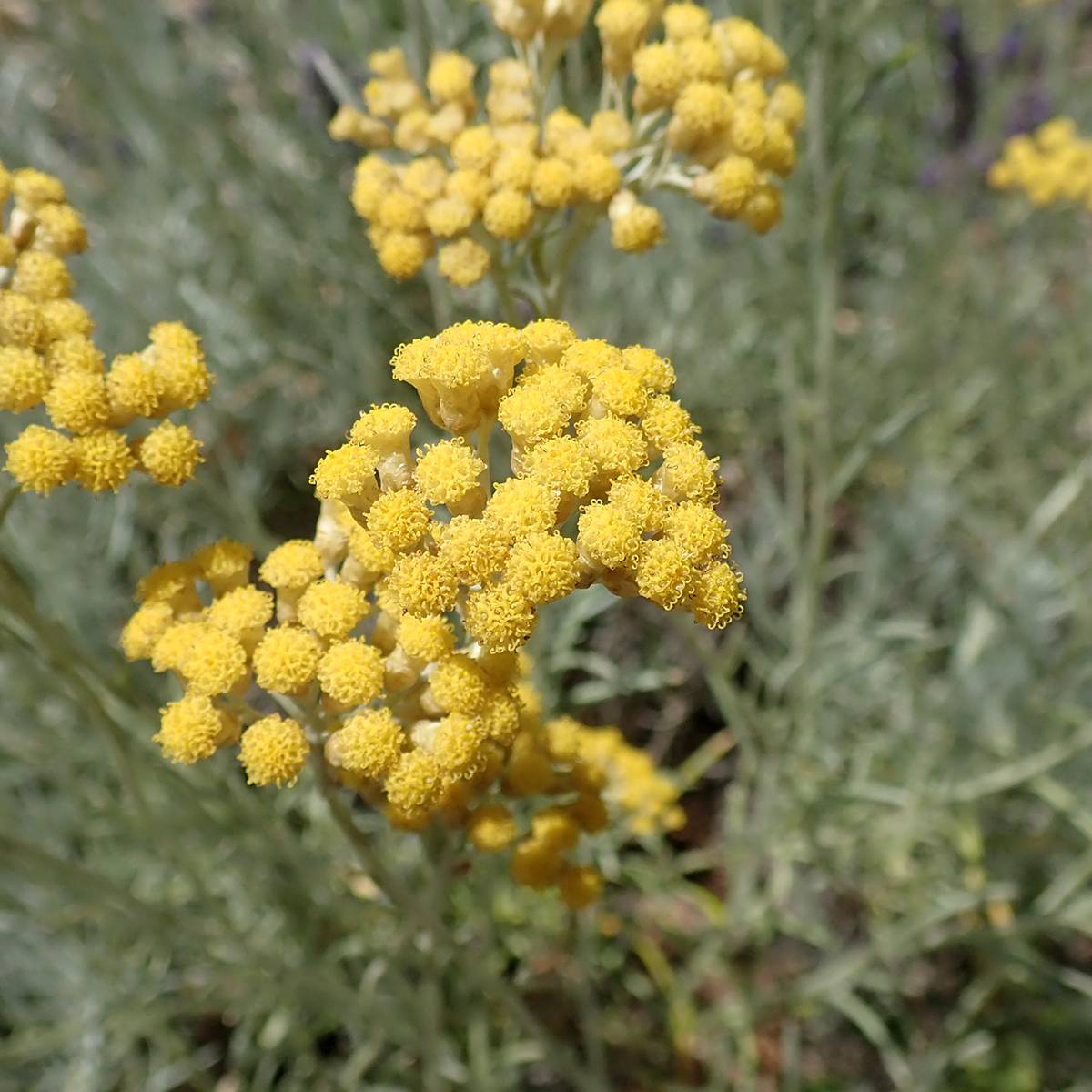 Helichrysum italicum subsp. serotinum - Plante curry Pot de 3L/4L