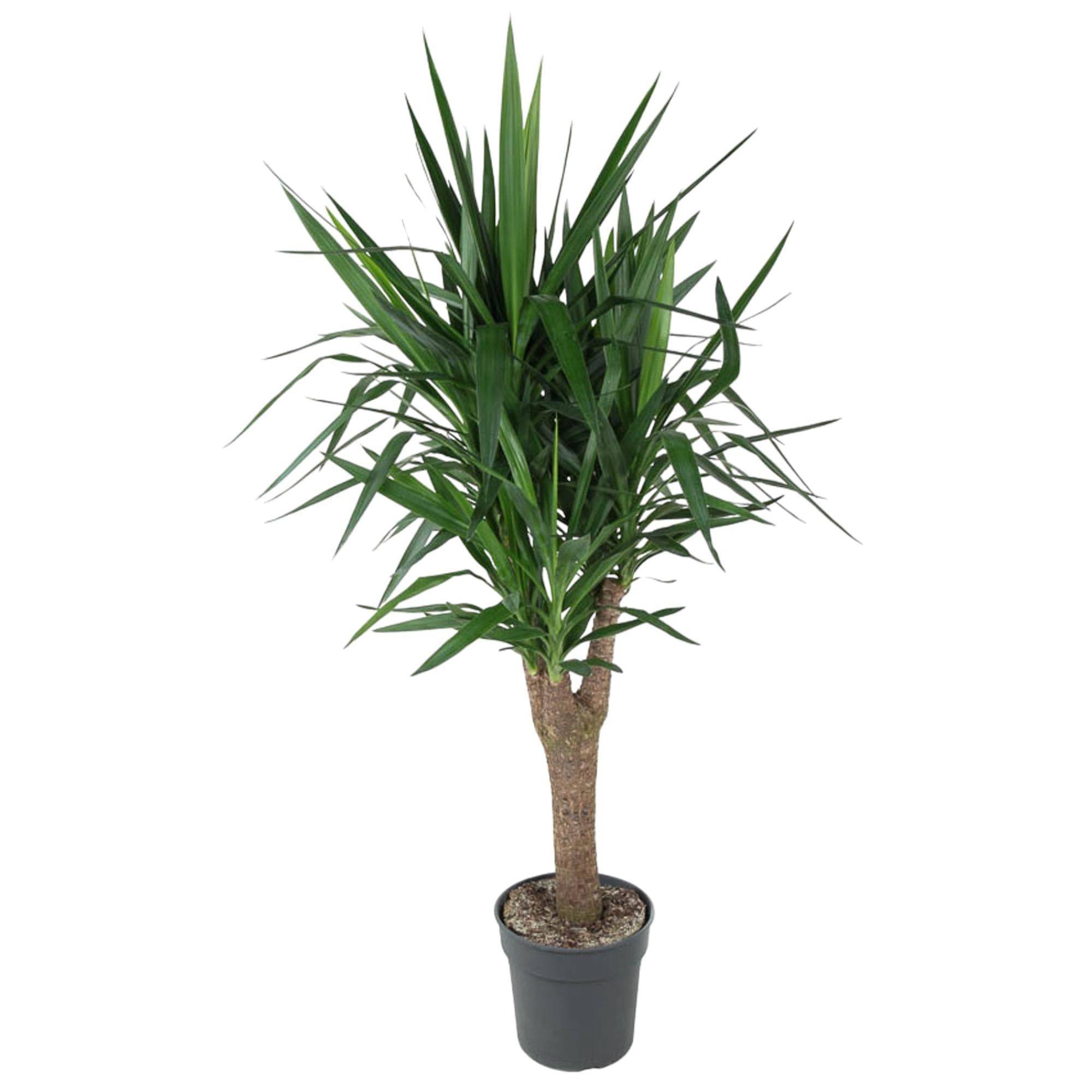 La Green Touch - Yucca Pied d'éléphant 150cm - Plante d'intérieur- La Green Touch - Image 1
