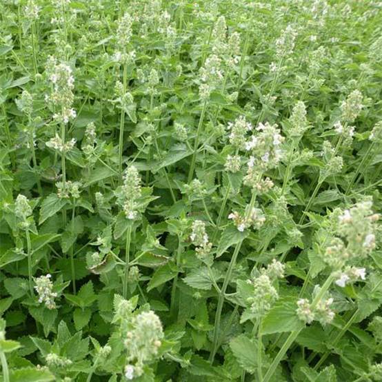 Promesse de Fleurs - Nepeta cataria Citriodora - Chataire citron. Pot de 1,5L/2L