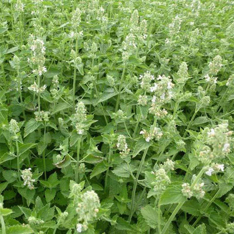 Promesse de Fleurs - Nepeta cataria Citriodora - Chataire citron. Pot de 1,5L/2L