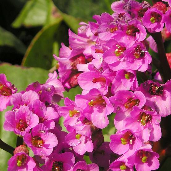 Bergenia Bartok - Plante des savetiers Godet de 8/9 cm