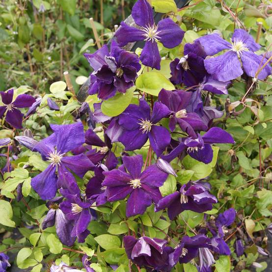 Clématite - Clematis jackmanii Superba Pot de 2L/3L