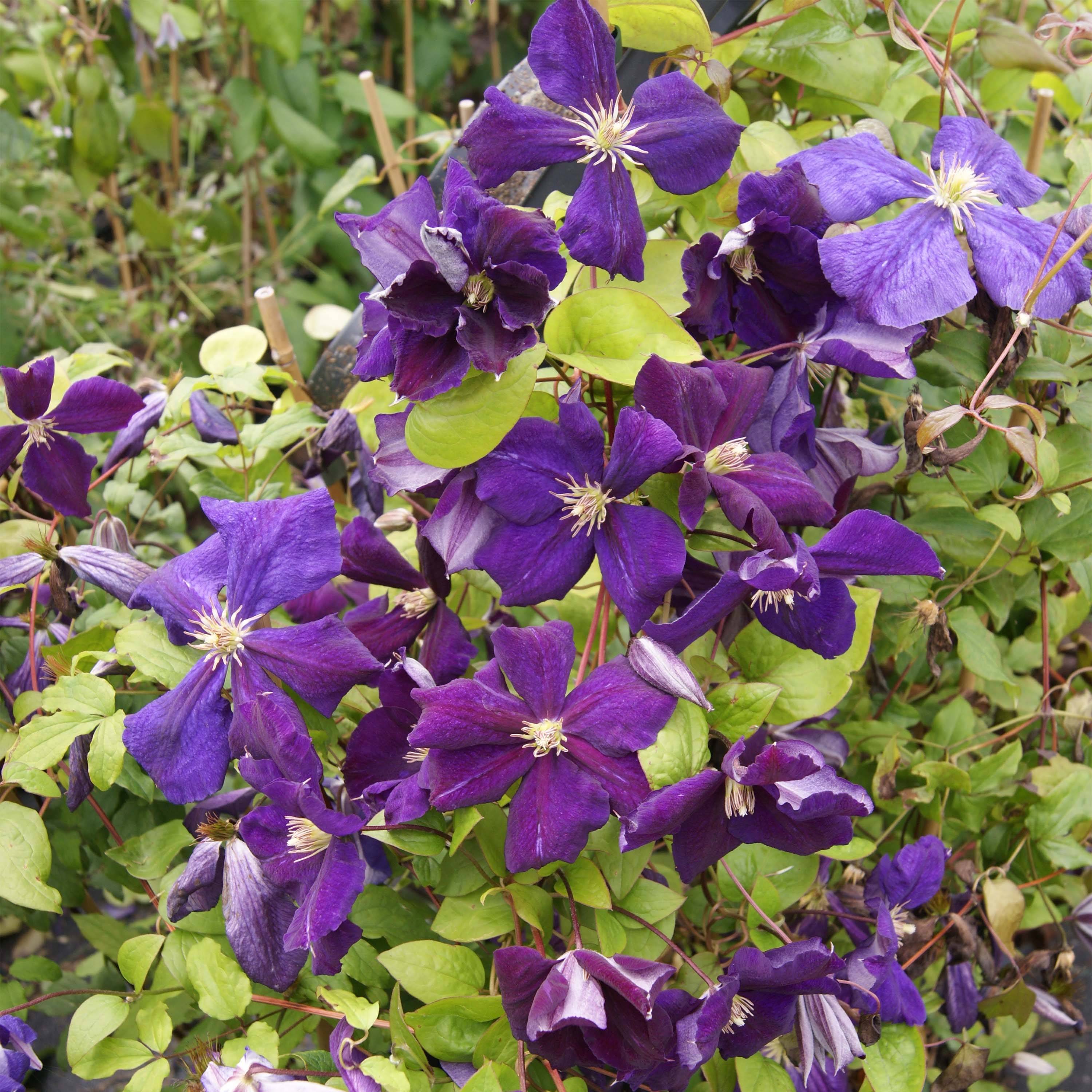 Clématite - Clematis jackmanii Superba Pot de 2L/3L
