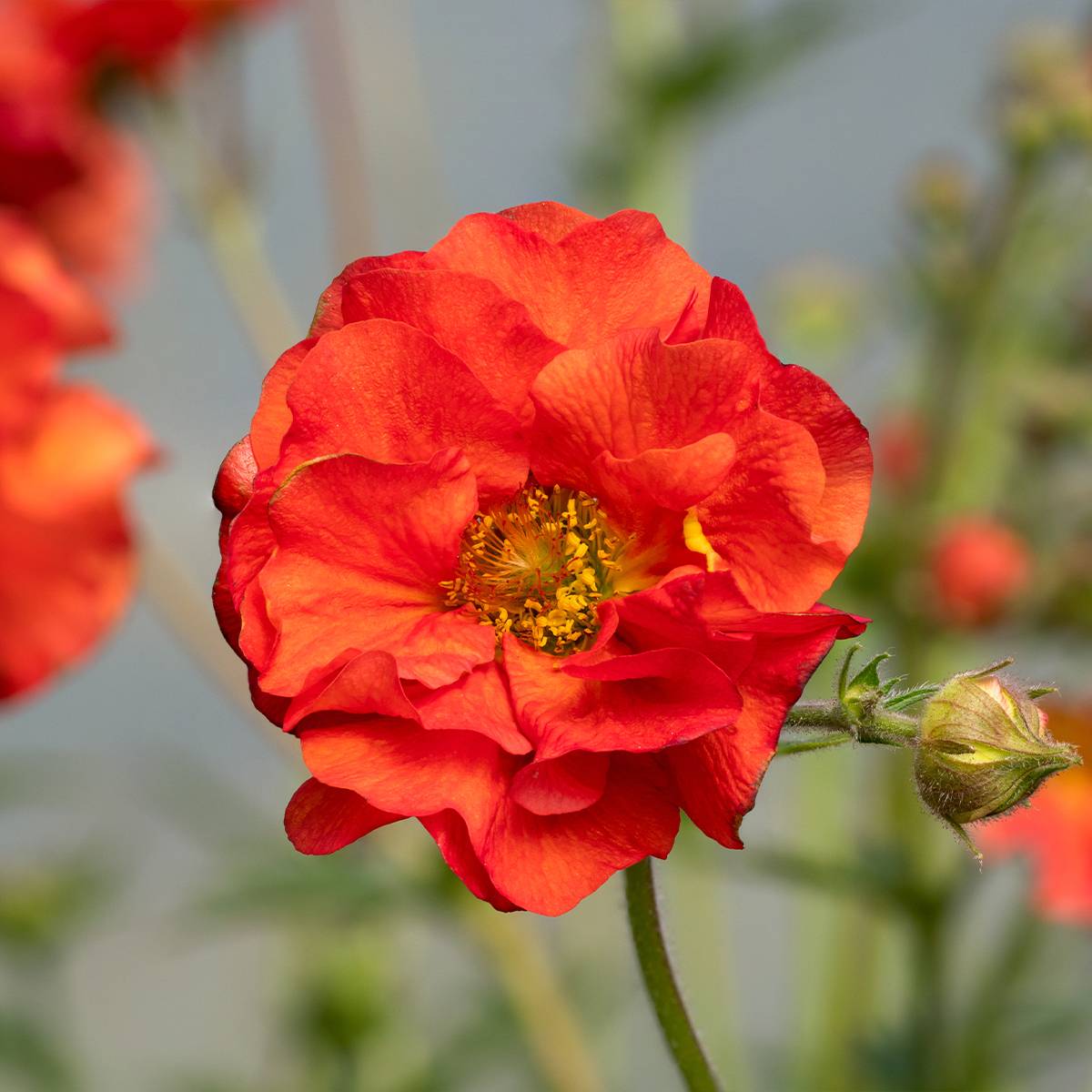 Promesse de Fleurs - Geum Fiery Tempest - Benoîte hybride Godet de 8/9 cm