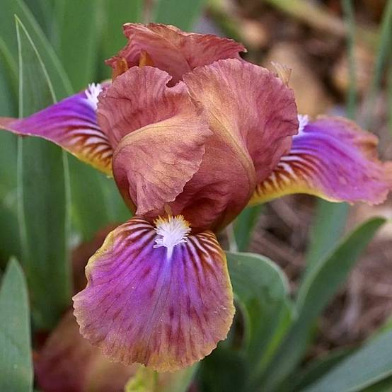 Iris pumila Wee Harry - Iris des Jardins nain Godet de 8/9 cm