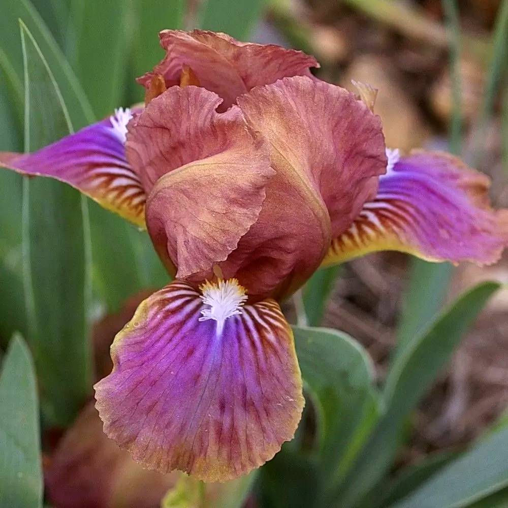 Iris pumila Wee Harry - Iris des Jardins nain Godet de 8/9 cm