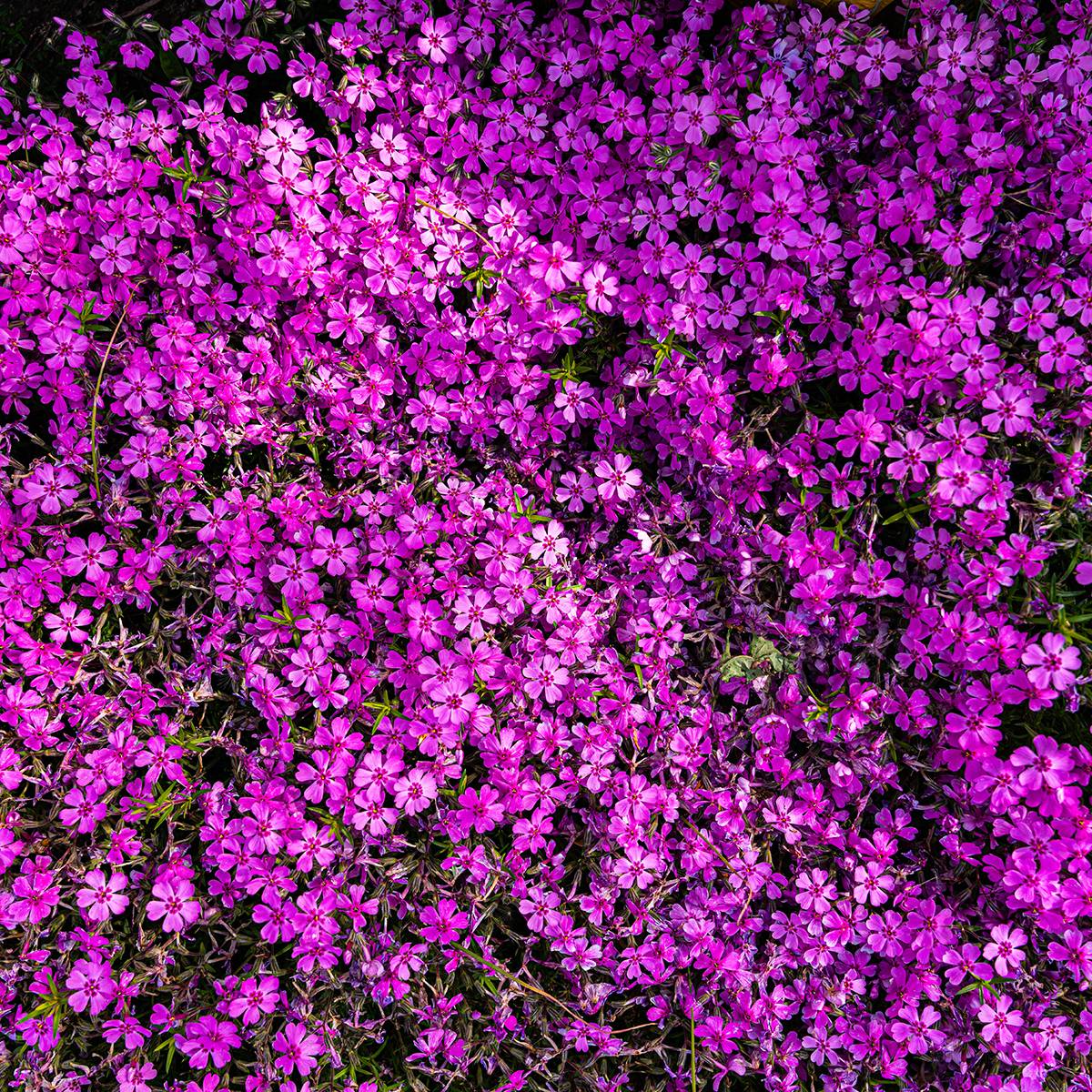 Promesse de Fleurs - Phlox douglasii Crackerjack - Phlox mousse Godet de 8/9 cm