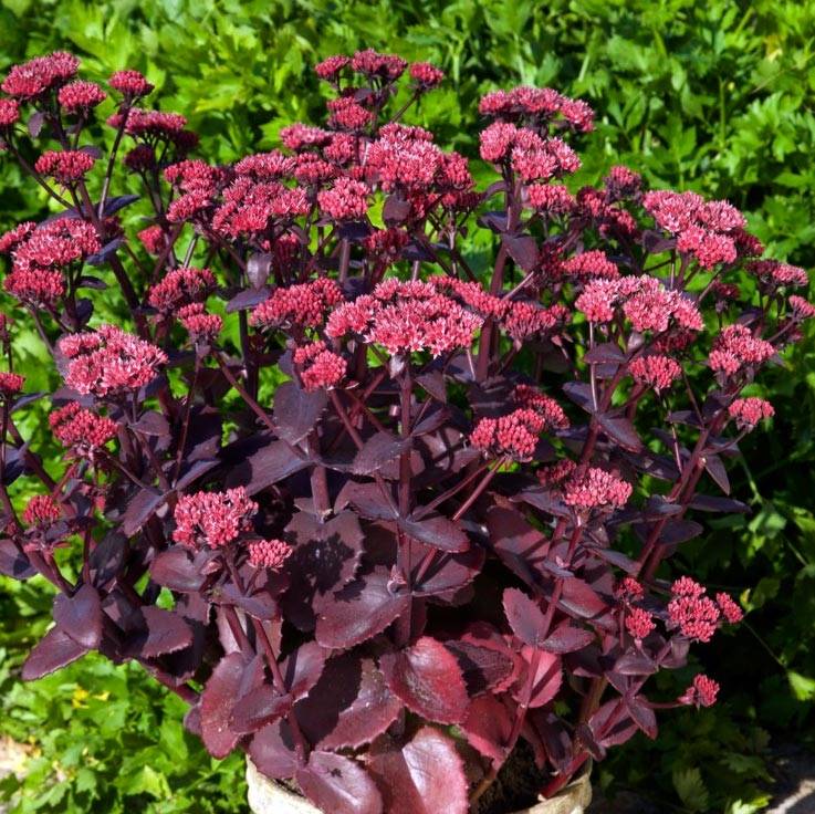 Promesse de Fleurs - Sedum Chocolate Cherry - Orpin reprise Pot de 2L/3L