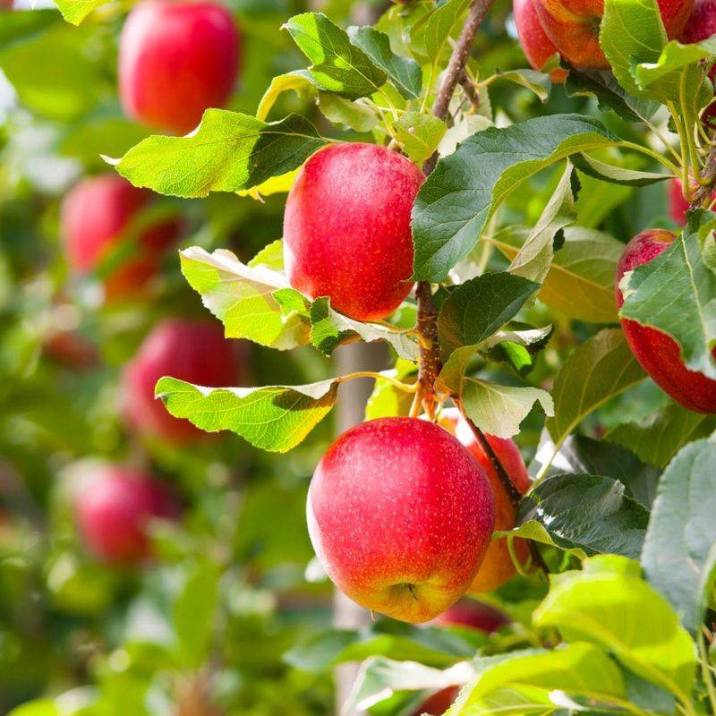 Pommier 'Royal Gala' (Malus domestica 'Royal Gala' ®) - Scion de 100cm - Pépinières Naudet - Image 1