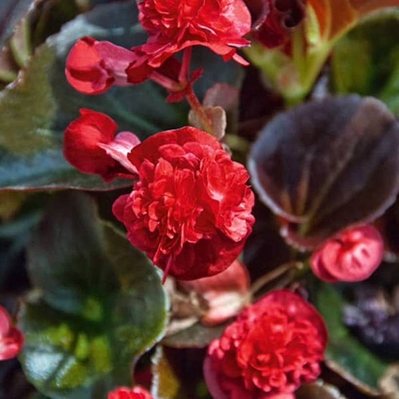 Bégonia Gumdrop Coco Red  Mini-motte Ø 1,5/2,5 cm (par 5)