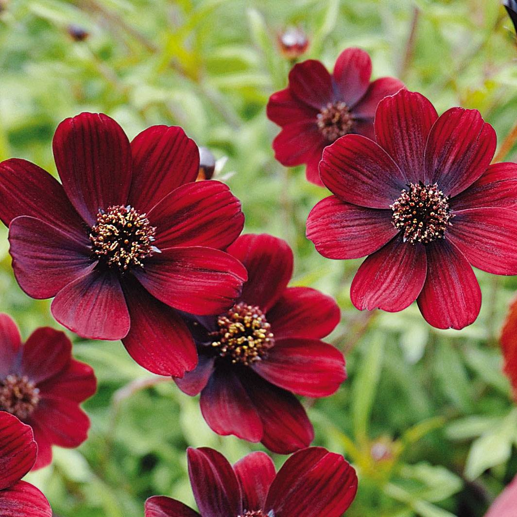 Promesse de Fleurs - Cosmos atrosanguineus Chocamocha - Cosmos chocolat Godet de 7/8 cm