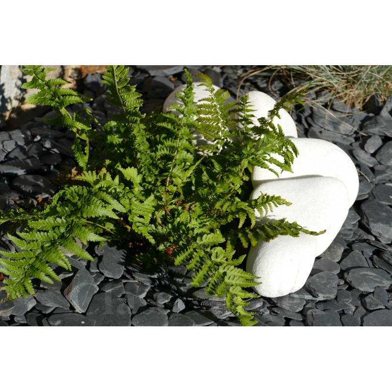 Gros Galet BLANC 100-200 - pack 20 Galet - Image 2