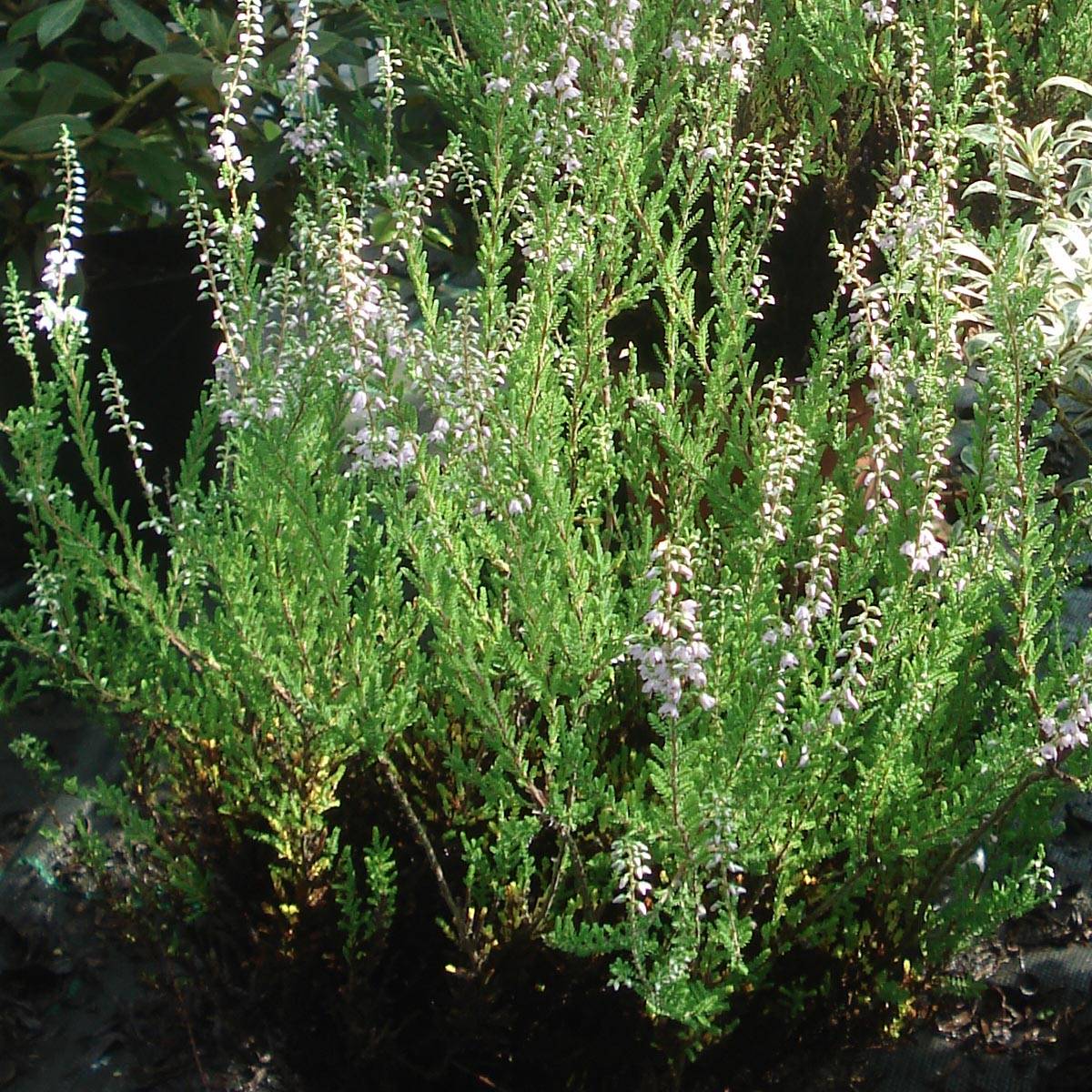 Bruyère d'été - Calluna vulgaris Spring Torch Godet de 8/9 cm
