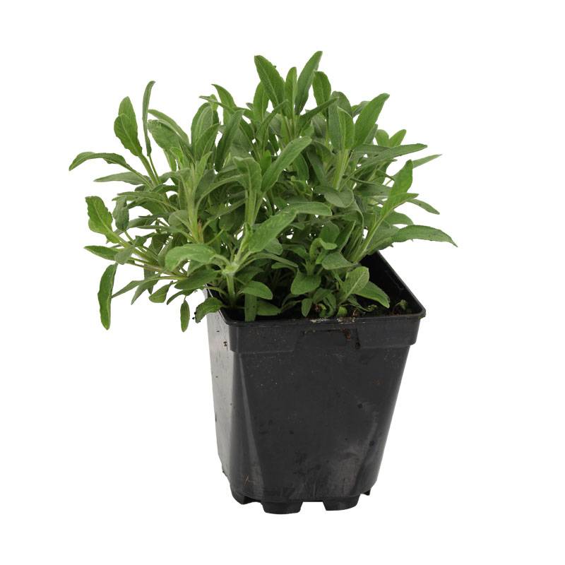 Plant de sauge officinale vert  pot de 1litre
