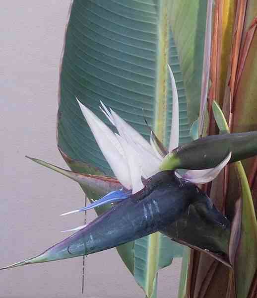 Sans Marque - Strelitzia nicolai (Oiseaux du paradis géant) Couleur floraison:blanc et bleu - Taille:Pot de 45L 175/200cm plusieurs pieds - Image 4
