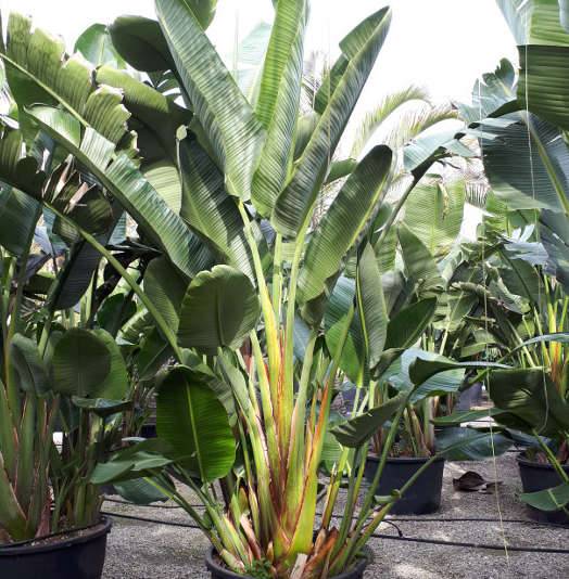 Sans Marque - Strelitzia nicolai (Oiseaux du paradis géant) Couleur floraison:blanc et bleu - Taille:Pot de 45L 175/200cm plusieurs pieds - Image 6