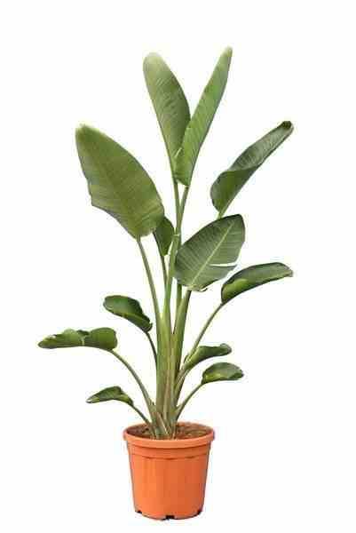 Sans Marque - Strelitzia nicolai (Oiseaux du paradis géant) Couleur floraison:blanc et bleu - Taille:Pot de 45L 175/200cm plusieurs pieds - Image 2
