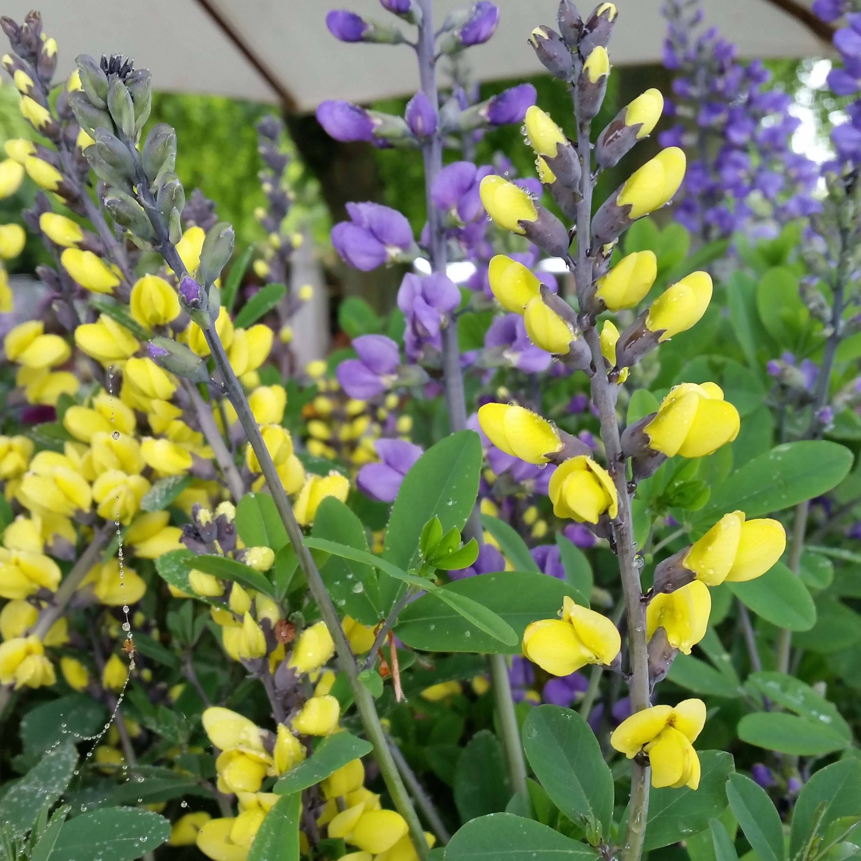 Baptisia Lemon Meringue - Lupin indigo Godet de 8/9 cm