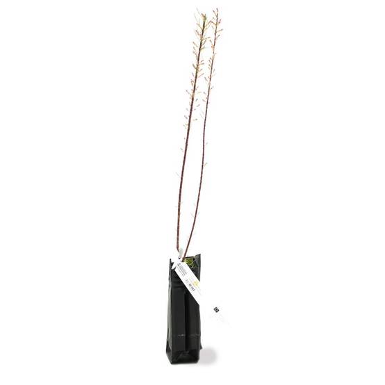 Tamaris de Printemps (Tamarix tetrandra 'Africana') - Godet - Taille 20/40cm - Pépinières Naudet - Image 3