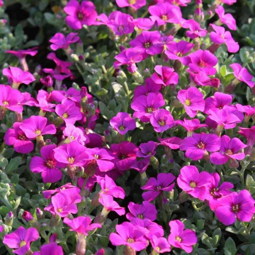 Aubriète Florado Rose-Red - Aubrieta gracilis Godet de 8/9 cm