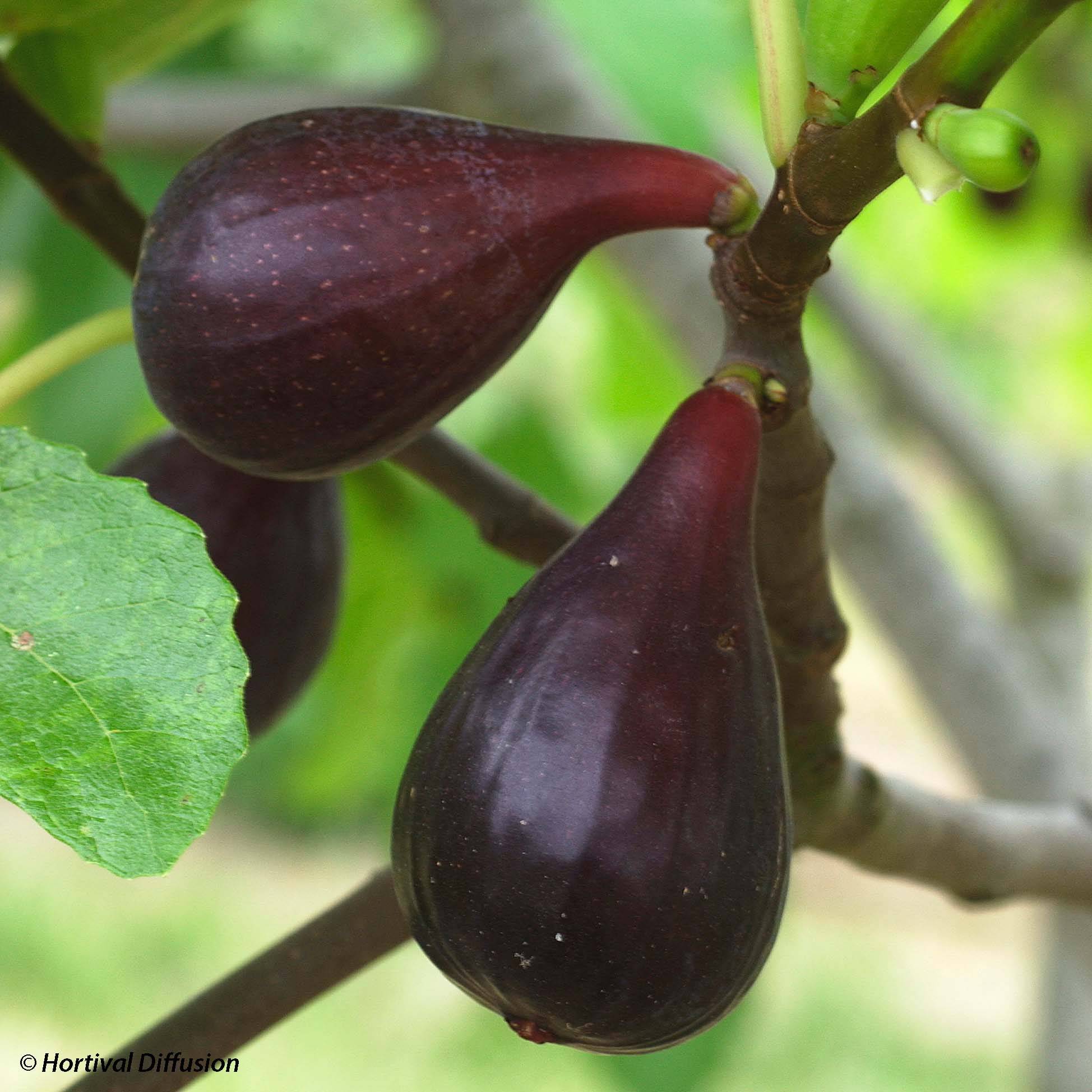 Figuier Noire de Caromb Bio Petites Racines nues