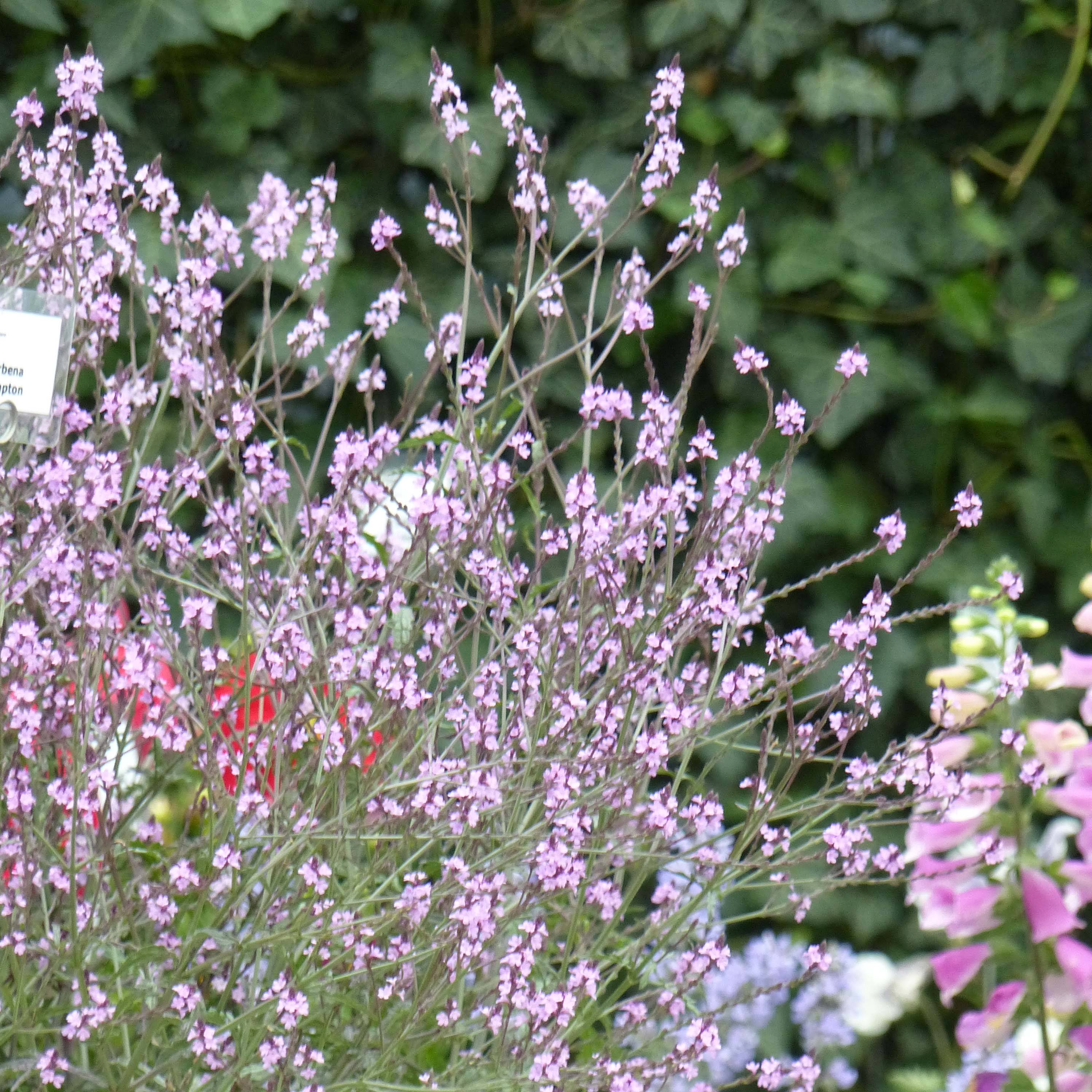 Promesse de Fleurs - Verbena officinalis Bampton - Verveine officinale Pot de 2L/3L