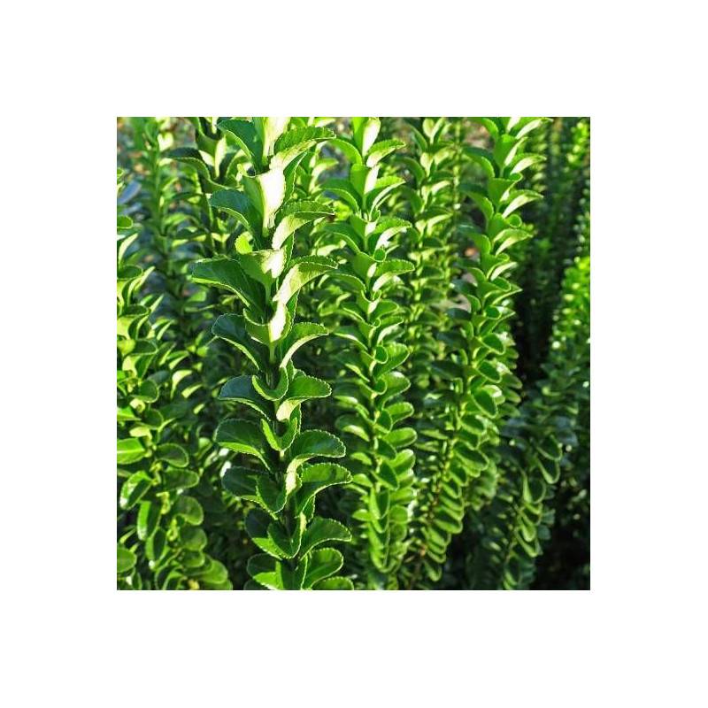 Fusain du Japon Benkomoki (Benkomasaki), Euonymus - Pot de 3L - 40/60 cm - Image 1