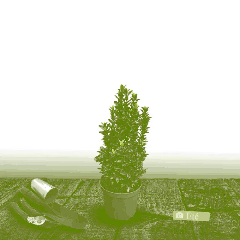 Fusain du Japon Benkomoki (Benkomasaki), Euonymus - Pot de 3L - 40/60 cm - Image 3