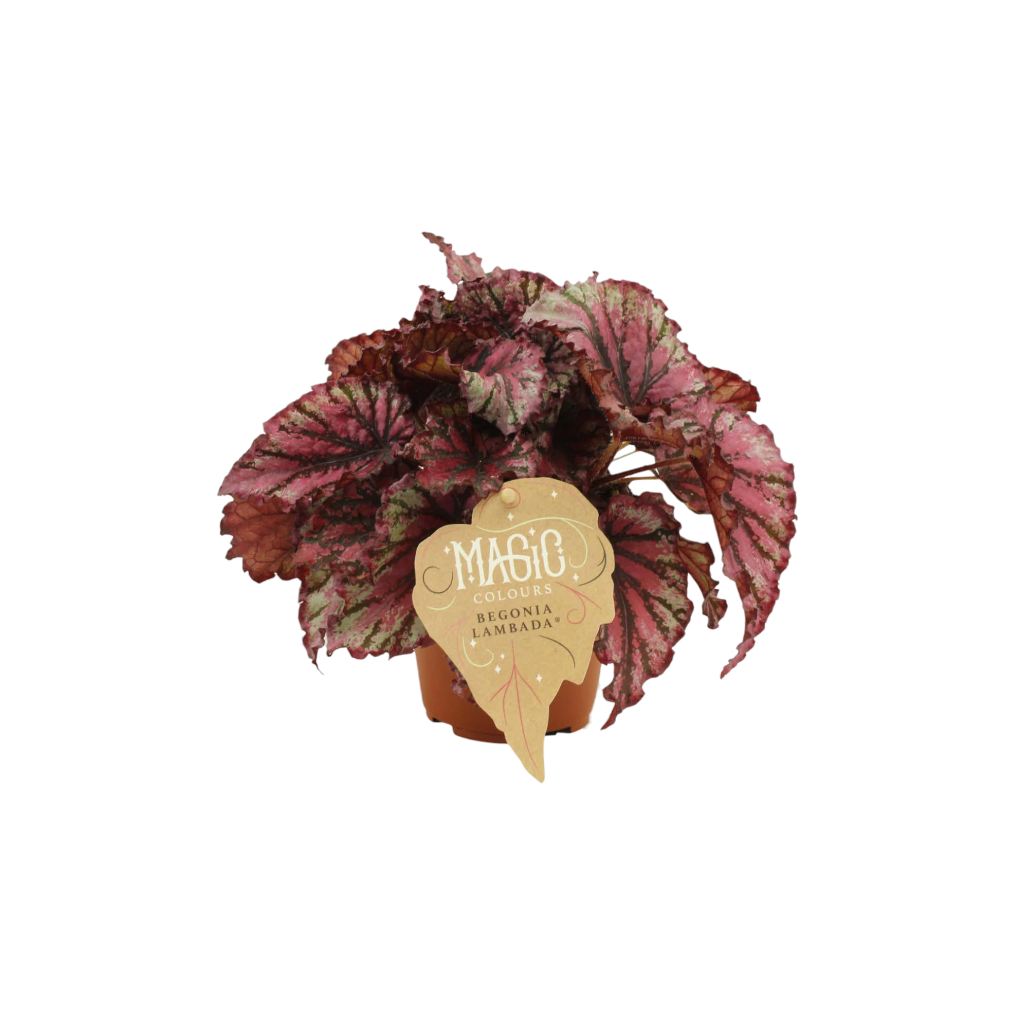 Begonia Rex 'Lambada' 25cm - Plante d'intérieur- La Green Touch - Image 1