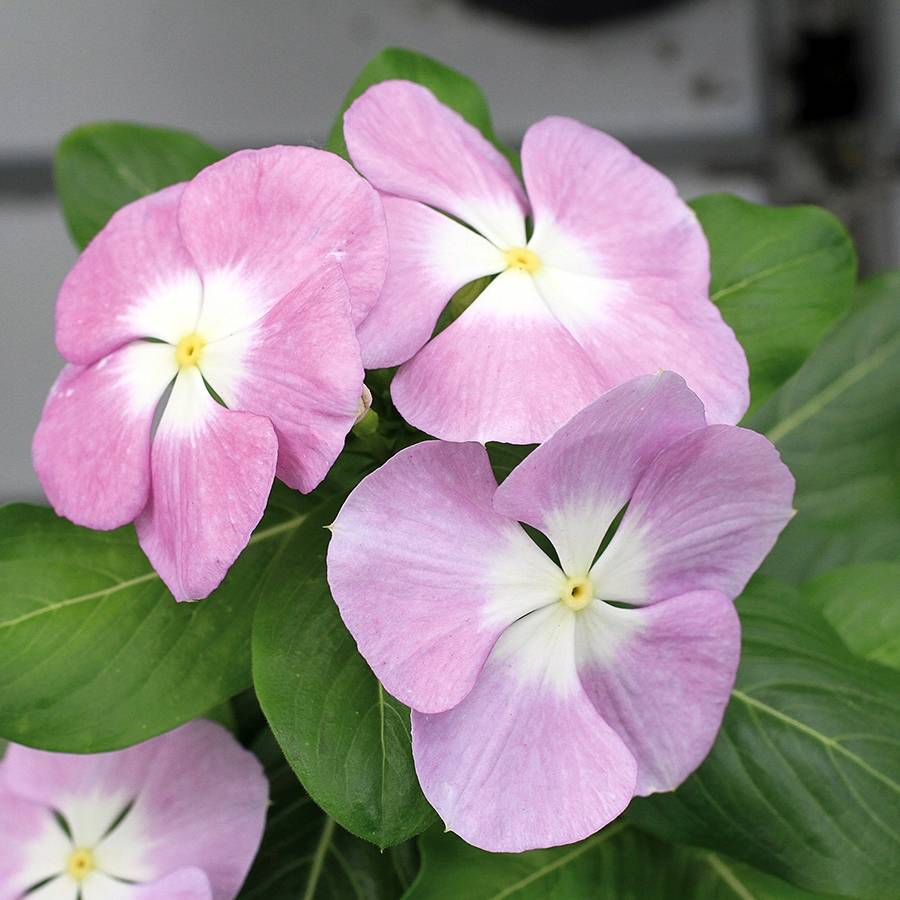 Pervenche de Madagascar Titan F1 Lavender Blue Halo - Catharanthus roseus Mini-motte Ø 1,5/2,5 cm (par 5)