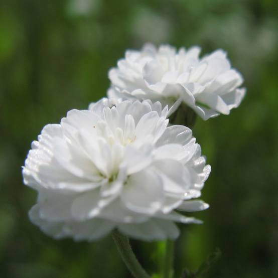 Promesse de Fleurs - Achillée ptarmica The Pearl (La Perle) Godet de 8/9 cm