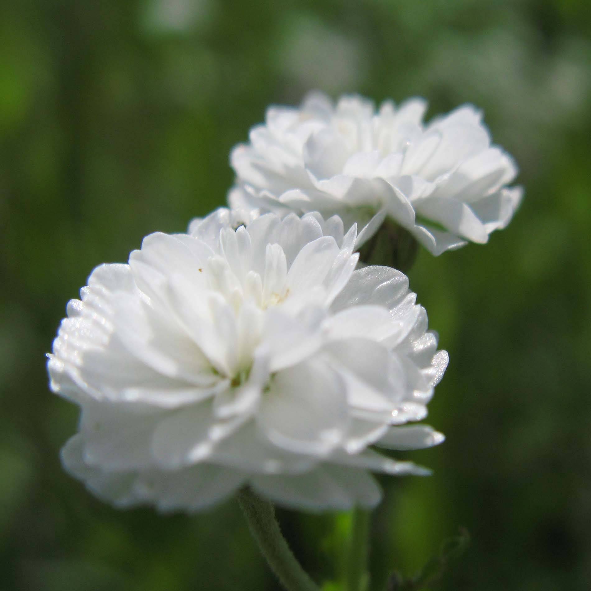 Promesse de Fleurs - Achillée ptarmica The Pearl (La Perle) Godet de 8/9 cm