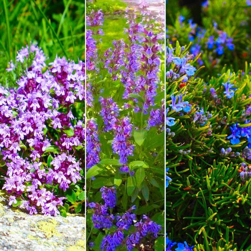 Collection 3 Plantes Aromatiques - Godet - Taille 20/40cm - Pépinières Naudet - Image 2