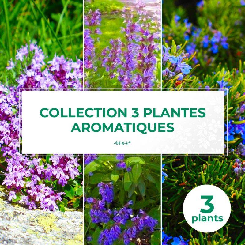 Collection 3 Plantes Aromatiques - Godet - Taille 20/40cm - Pépinières Naudet - Image 1