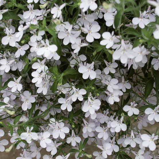 Lobélia Anabel Snow White Mini-motte Ø 3/4 cm, Plant vert de 5 à 10 cm de haut (par 5)