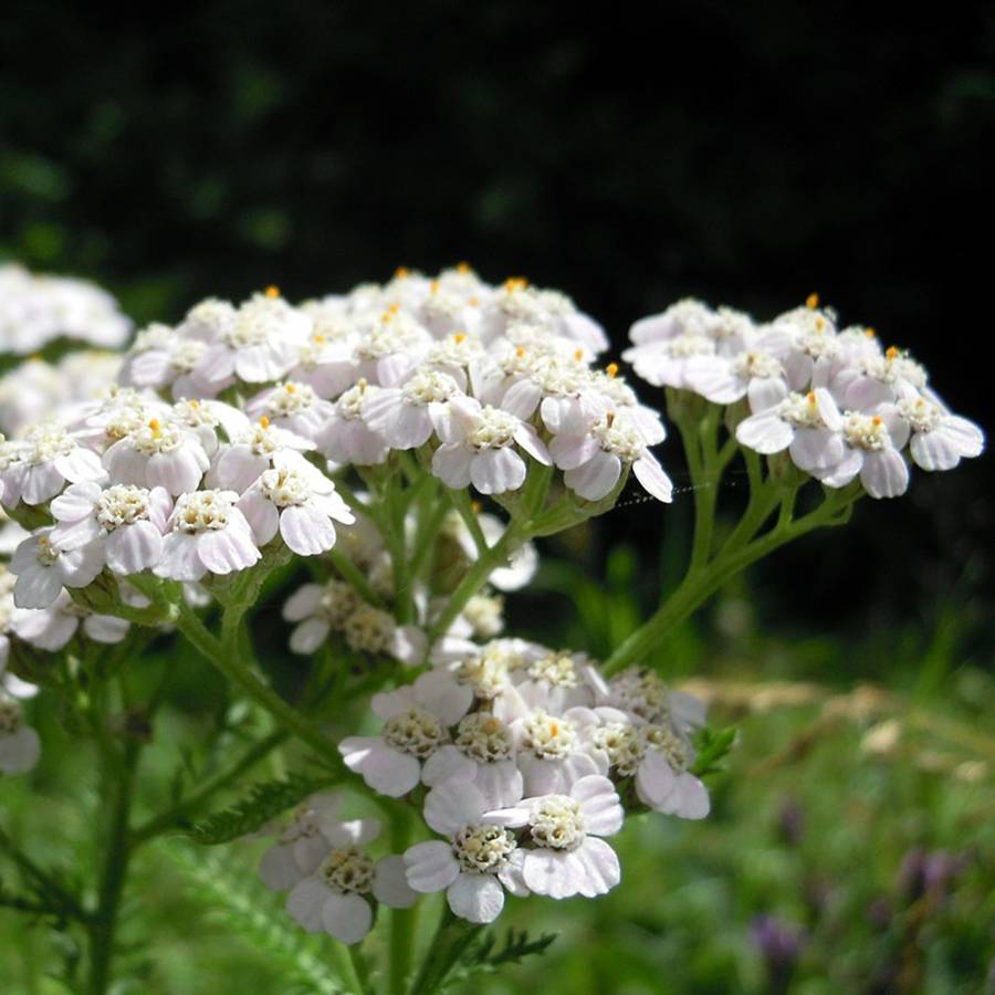 Promesse de Fleurs - Achillée odorante - Achillea odorata Godet de 8/9 cm