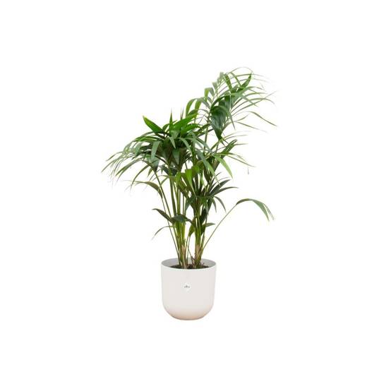 Palmier Kentia 160cm et son pot- La Green Touch Blanc 26cm - Hauteur 160cm
