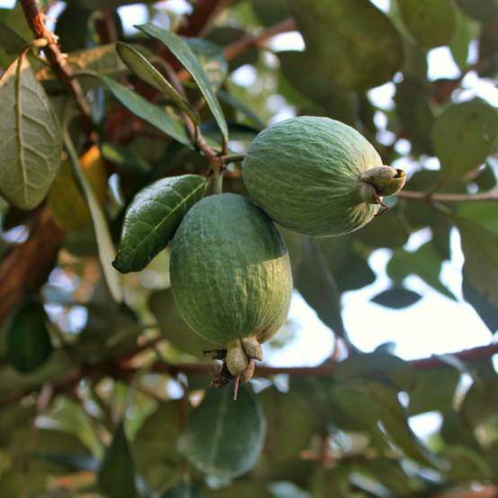 Promesse de Fleurs - Feijoa ou Acca sellowiana Triumph - Goyavier du Brésil Pot de 3L/4L