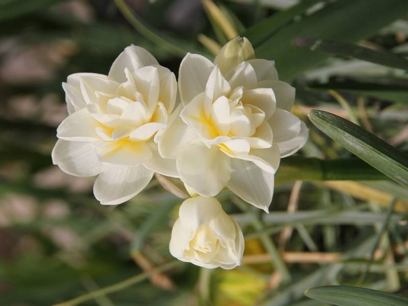 Promesse de Fleurs - Narcisse tazetta Erlicheer Bulbe calibre 14+ (par 10)