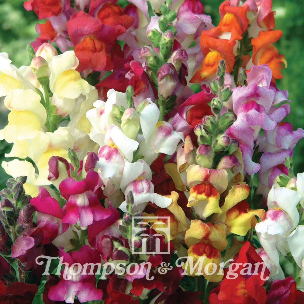 Graines de Muflier Circus Clowns - Antirrhinum majus le sachet de 2500 graines environ (0,4g)
