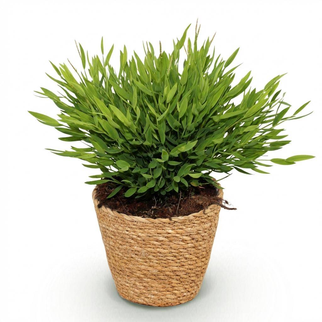 Bamusa Pogonatherum Monica - Pet-friendly - Bambou miniature - Pot de 12cm - Hauteur 20cm - 1 plante - Panier - Plantes d'intérieur - Image 2