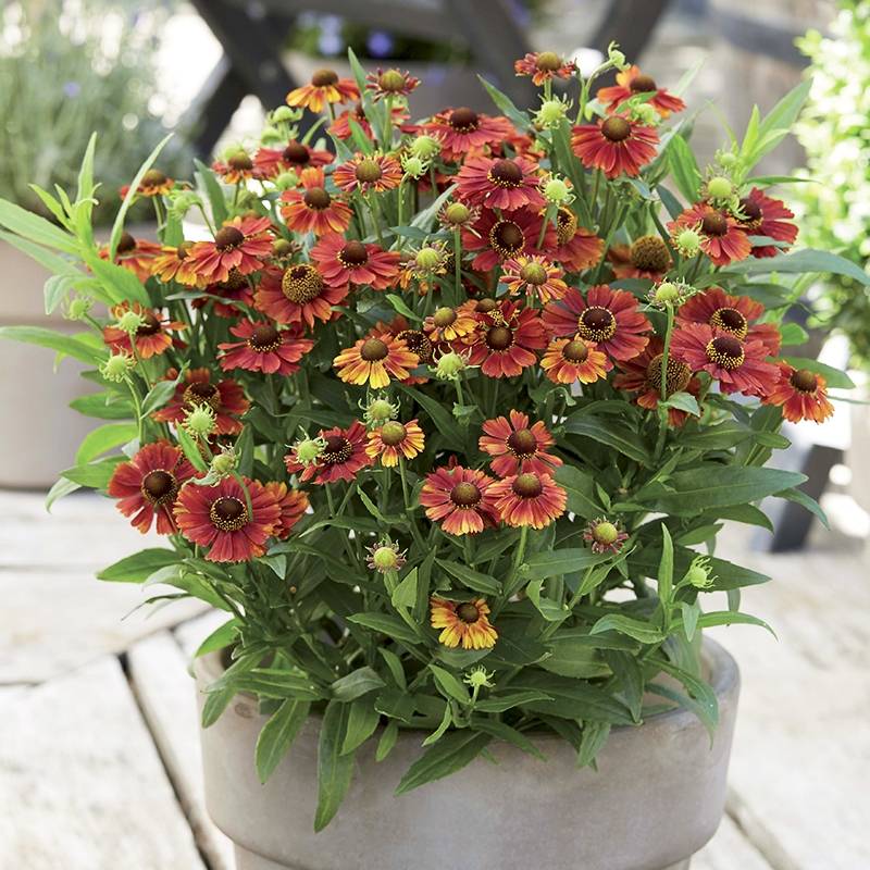 Promesse de Fleurs - Helenium Strawberry Sundae - Hélénie Godet de 8/9 cm