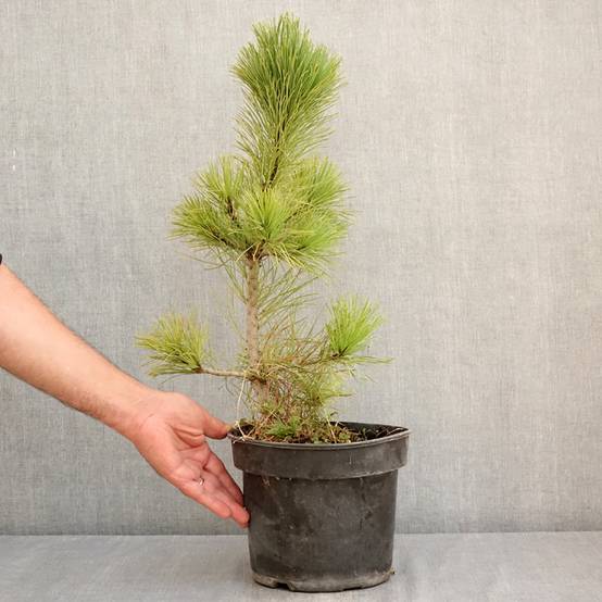 Pin cembro - Pinus cembra Pot de 3L/4L - Image 2