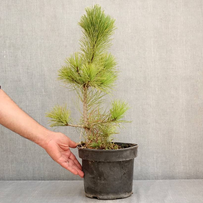 Pin cembro - Pinus cembra Pot de 3L/4L - Image 2