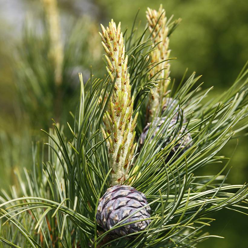 Pin cembro - Pinus cembra Pot de 3L/4L - Image 1