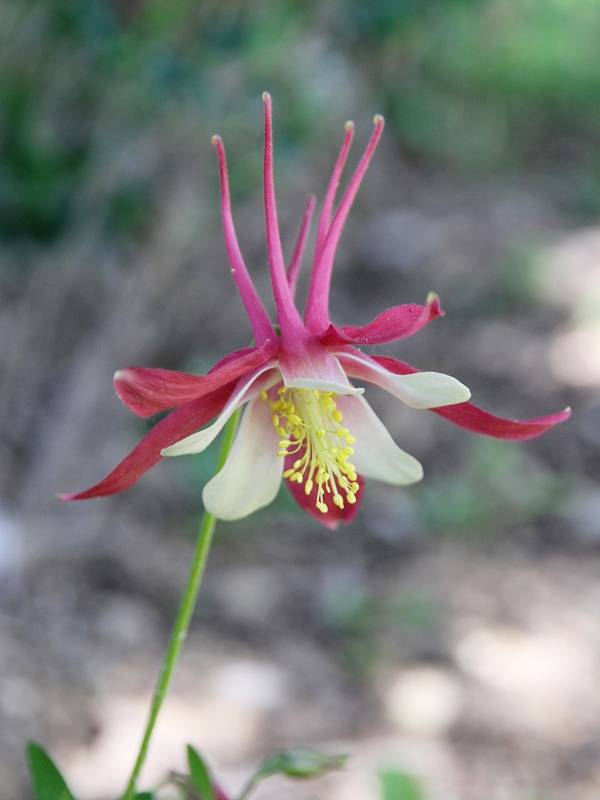Ancolie Crimson Star (rouge et blanche) - Aquilegia vulgaris Godet de 8/9 cm - Image 1