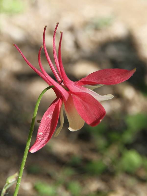 Ancolie Crimson Star (rouge et blanche) - Aquilegia vulgaris Godet de 8/9 cm - Image 2
