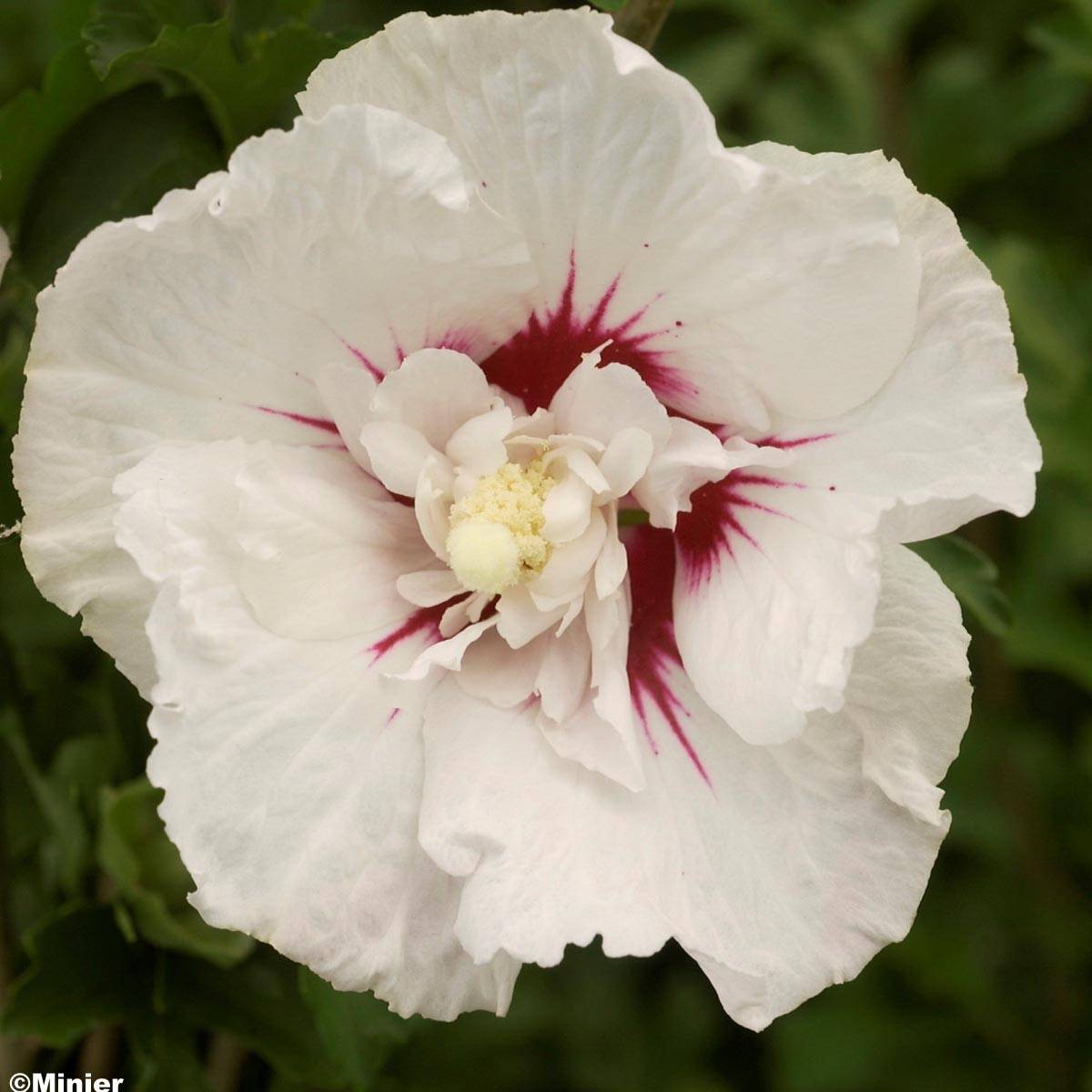 Promesse de Fleurs - Hibiscus syriacus French Point - Althéa à fleurs doubles Pot de 4L/5L - Image 1