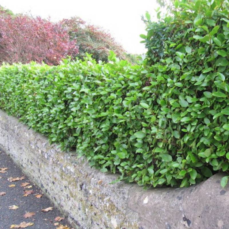 Griseline du littoral, Griselinia - Pot de 3L - 40/60 cm - Image 1